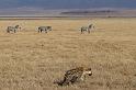 123 Tanzania, Ngorongoro Krater, zebra's en hyena
